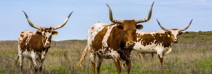 Chiropractic Plano TX Service Area Location Three Texas Longhorn cows stand in a field amongst tall grass, which blows in the breeze.